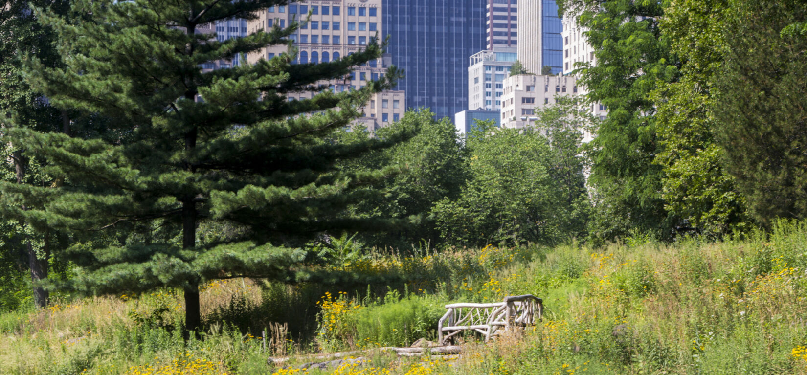 A rustic bench surrounded by Dene Slope, with the New York City skyline in the background