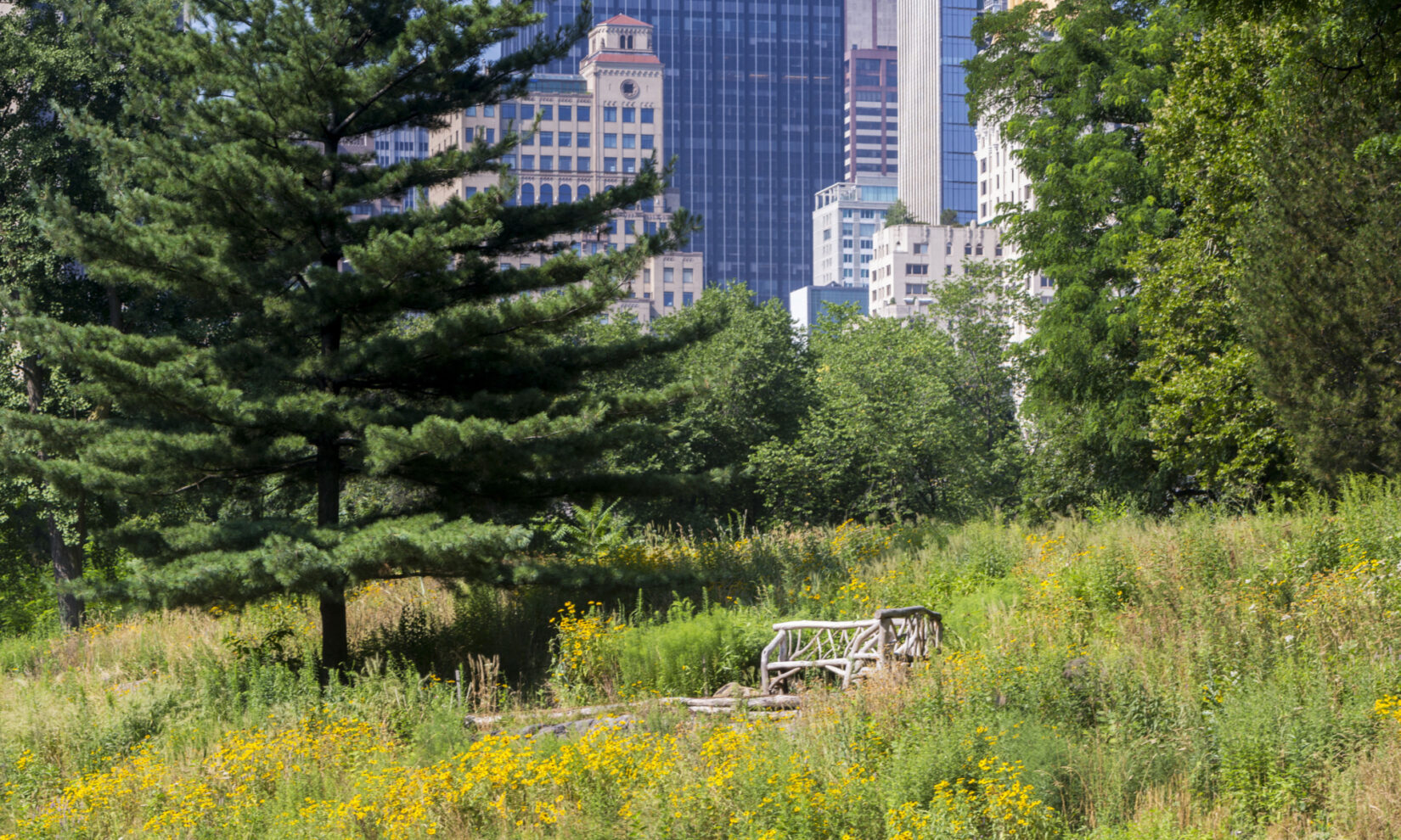 A rustic bench surrounded by Dene Slope, with the New York City skyline in the background