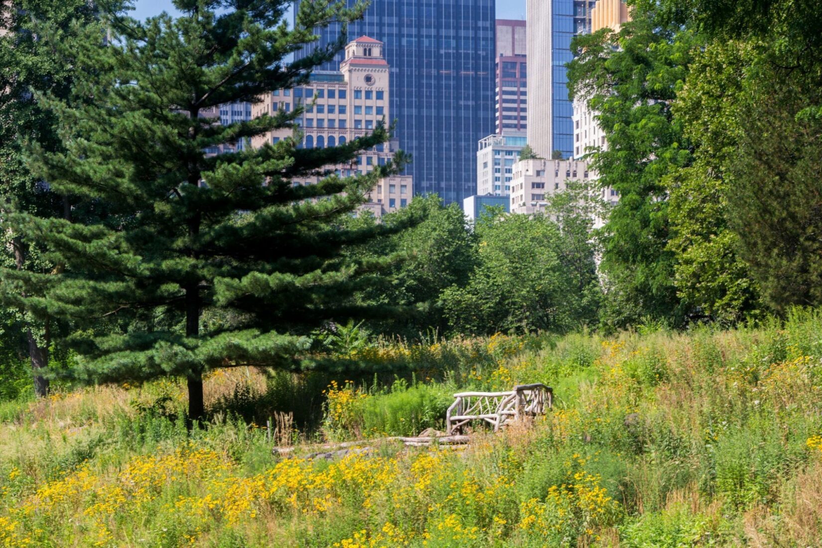 Dene Slope July 2018 0012