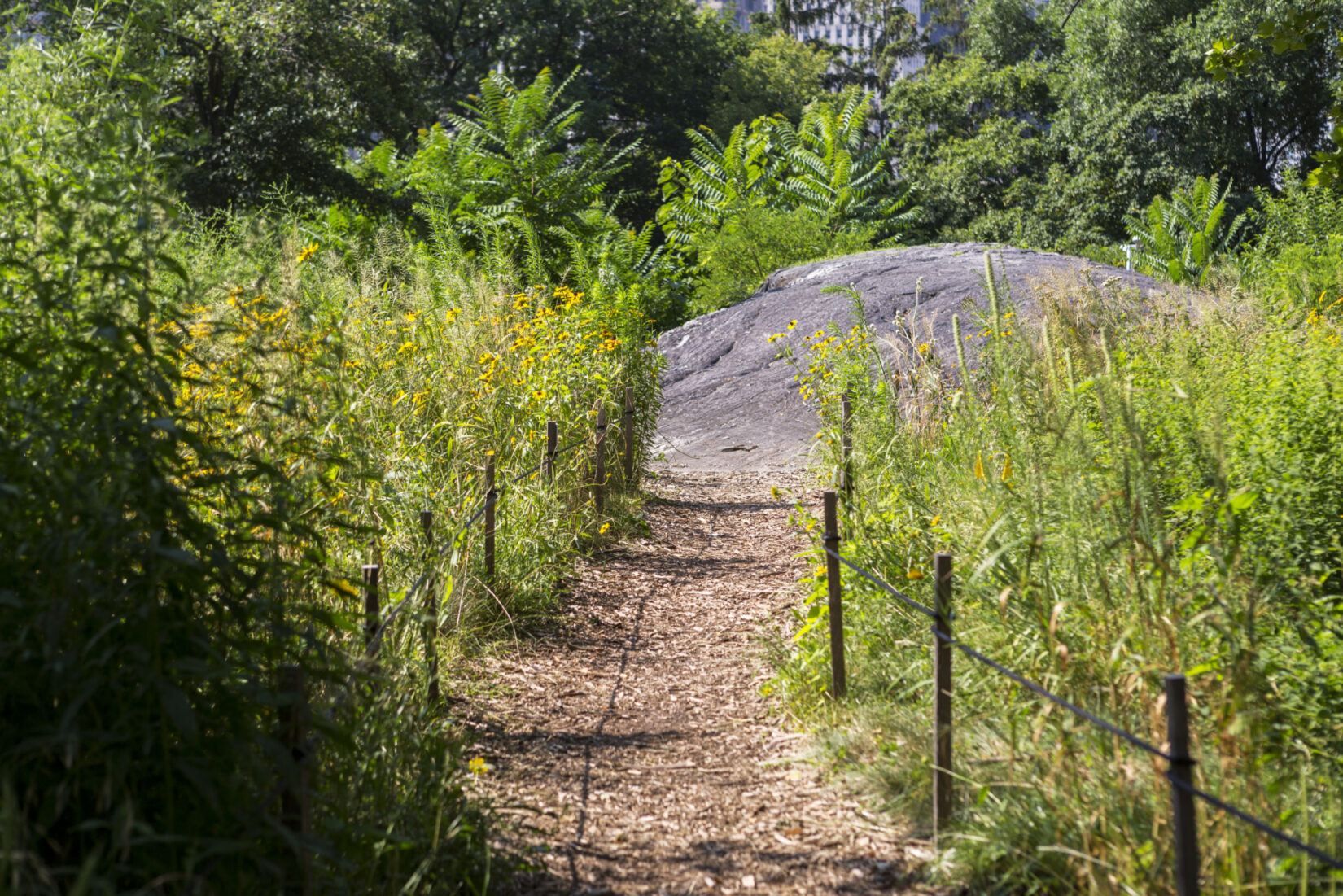 Dene Slope July 2018 0049