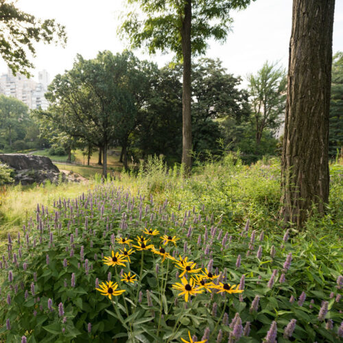 Wildflowers on the Dene Slope