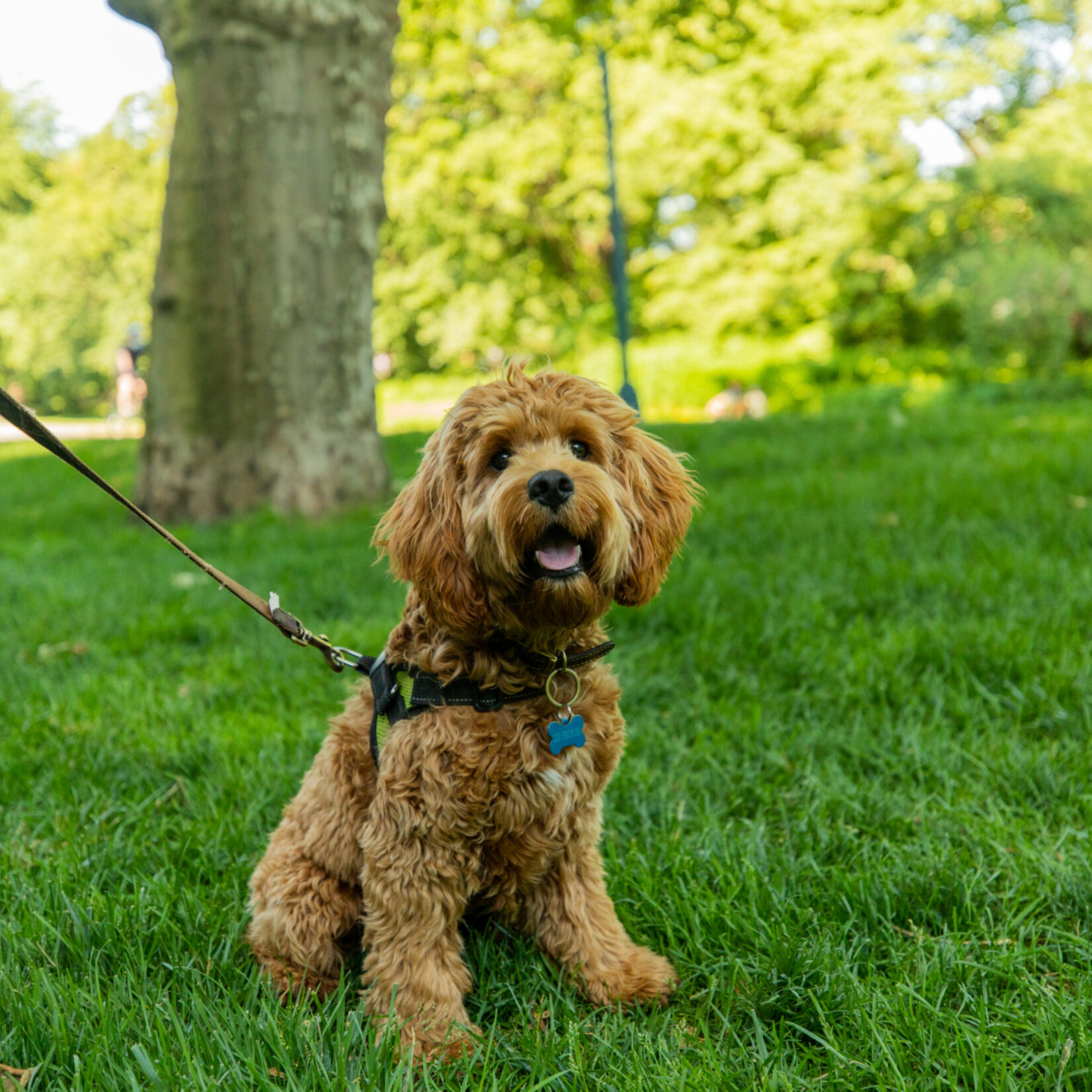 A leashed dog enjoys the shade of a Park tree.