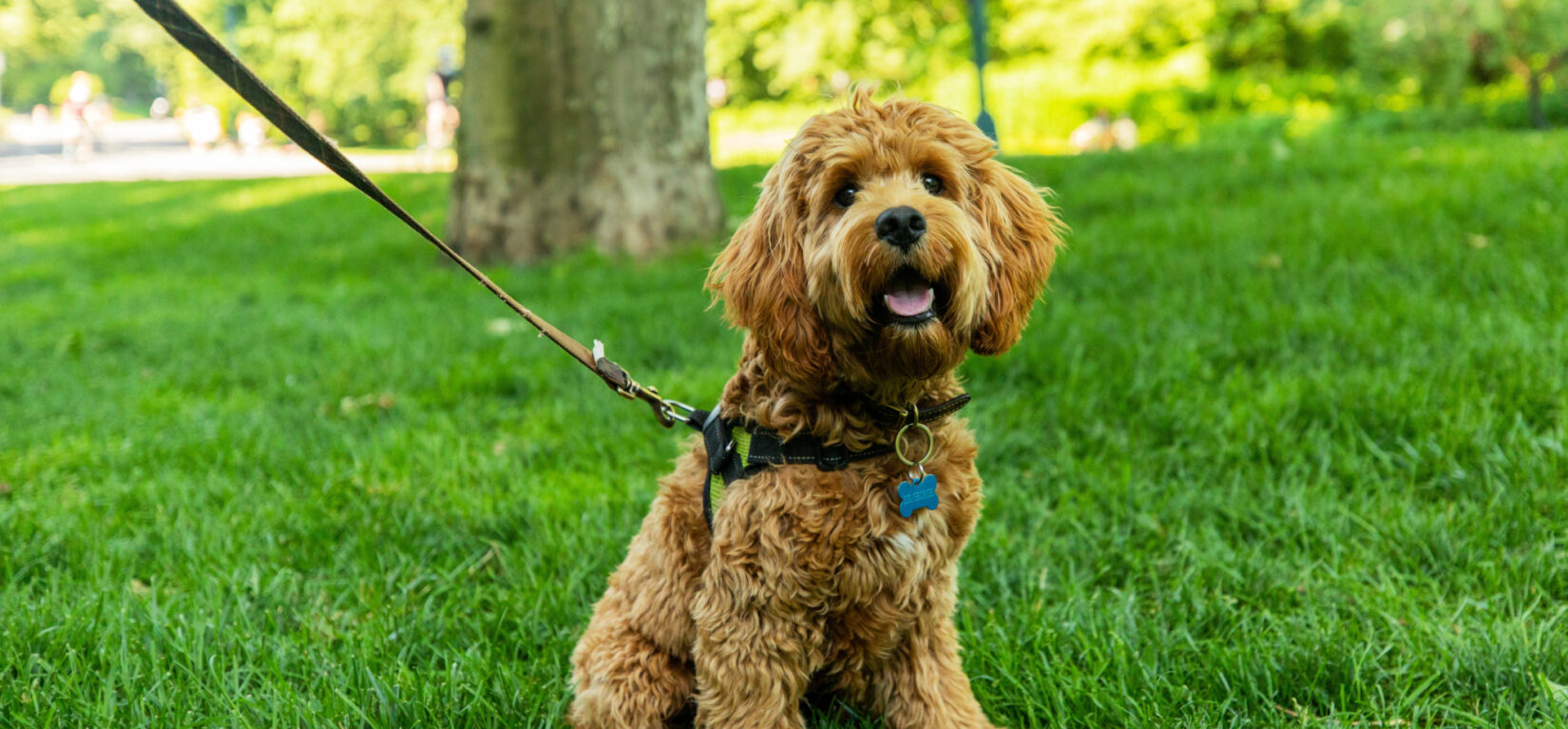 Cute brown dog on a leash, sitting on the grass