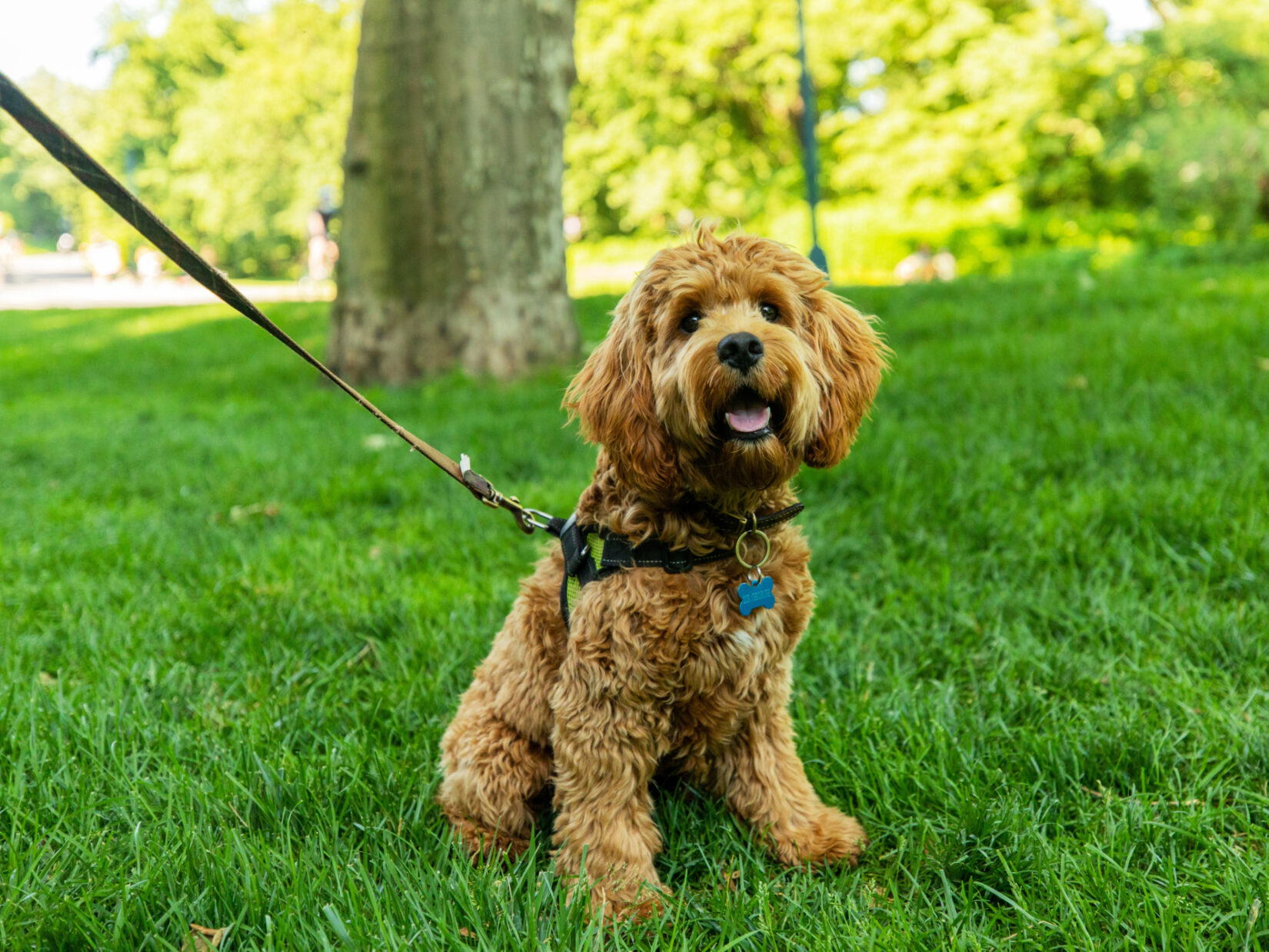 Cute brown dog on a leash, sitting on the grass