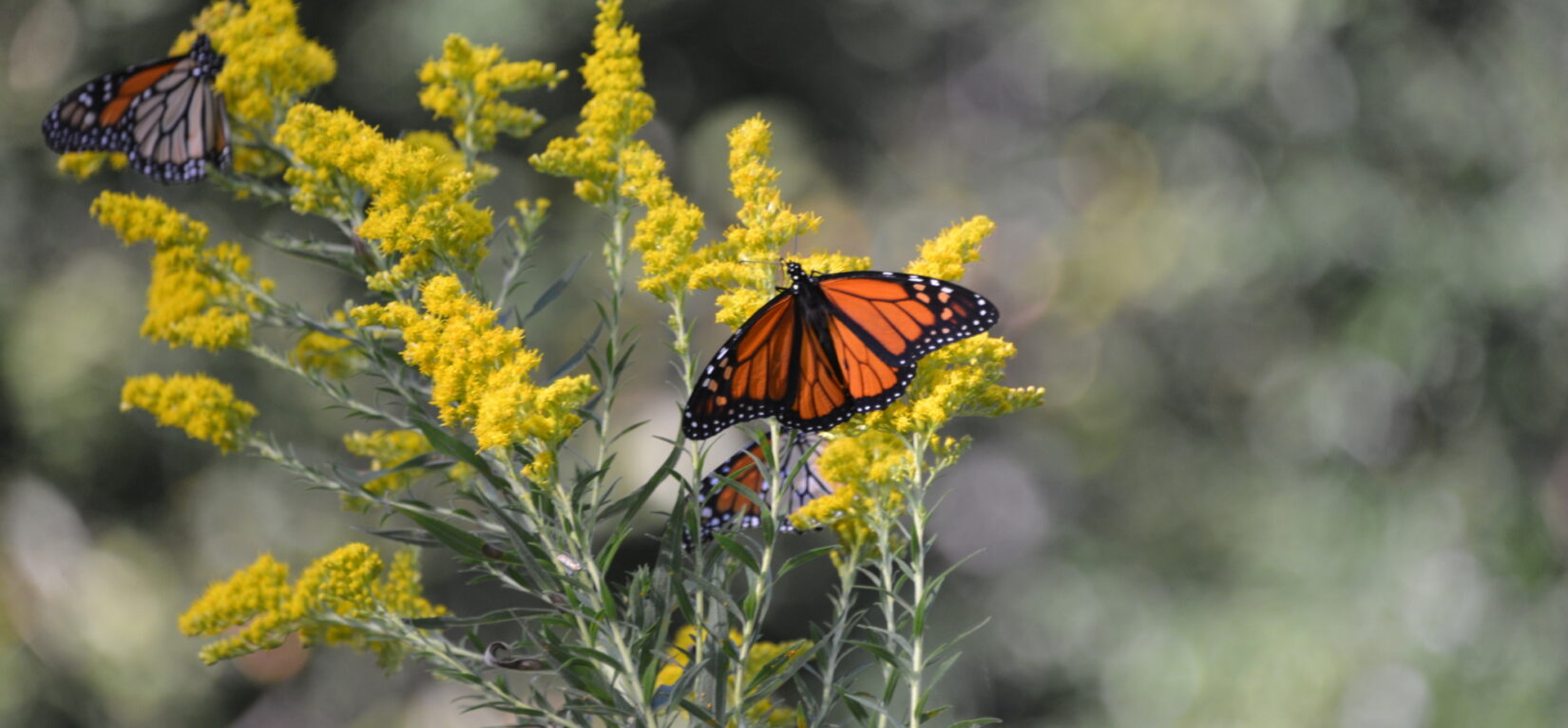 A monarch butterfly photographed in Central Park