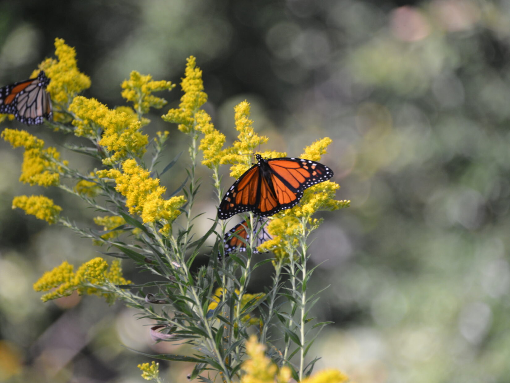 A monarch butterfly photographed in Central Park