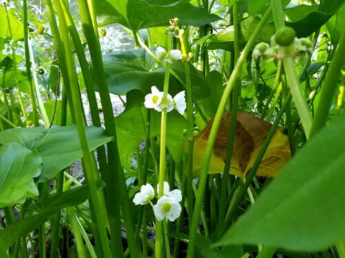 A view of the plant