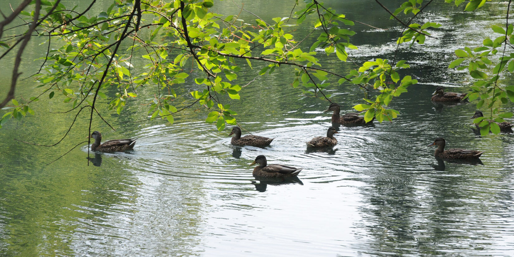 Ducks swimming in formation on the Meer