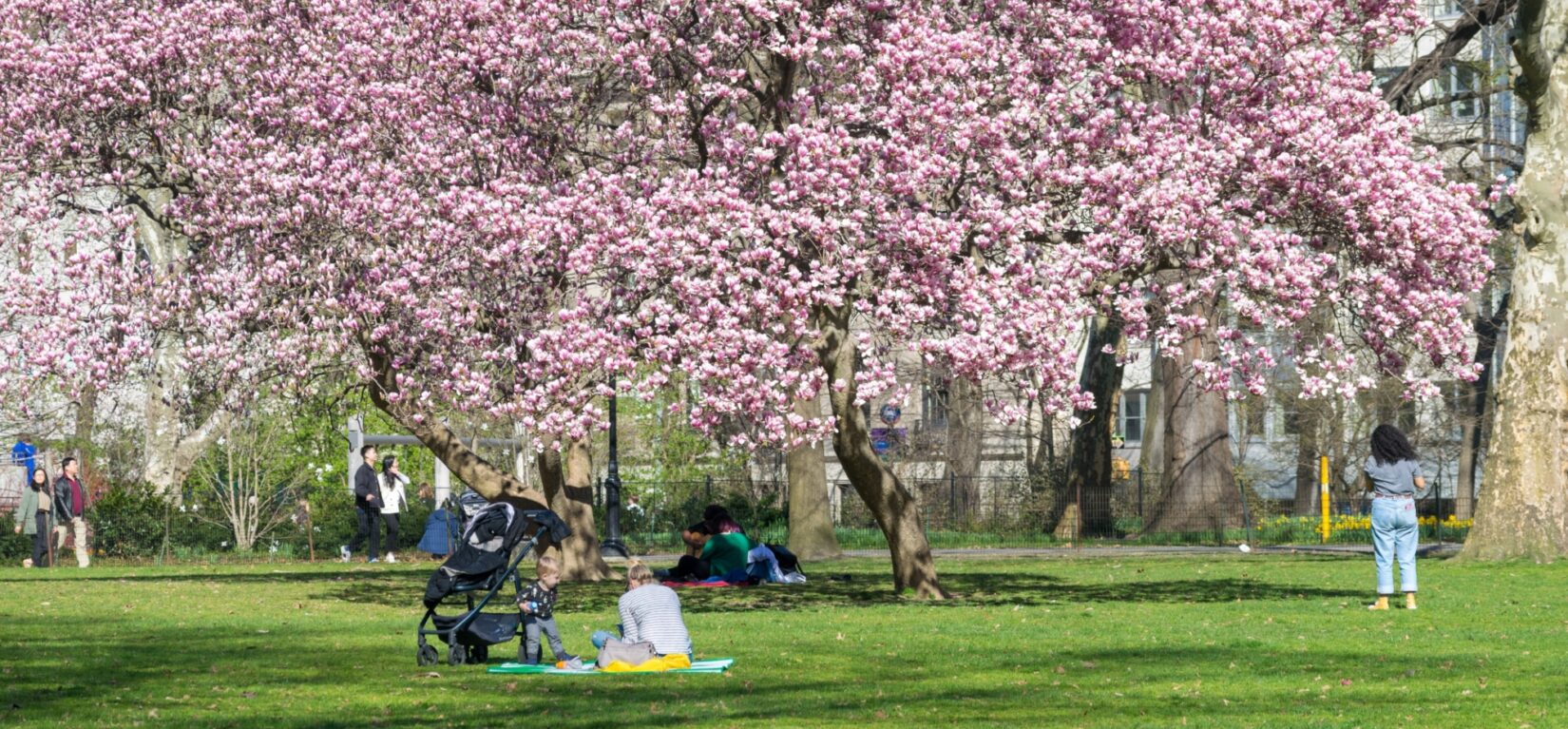 Visitors enjoy sitting under a canopy of blossoming cherry trees on the East Green