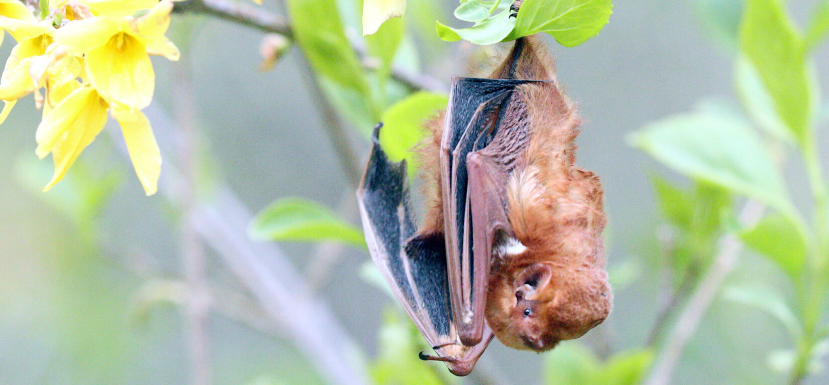 The bat is pictured hanging upside down from a leafy branch