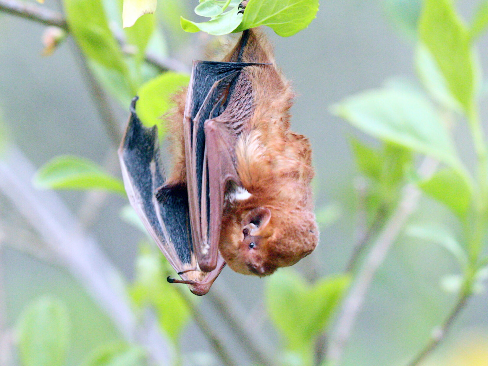 The bat is pictured hanging upside down from a leafy branch