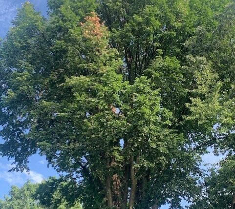 ELM FLAGGING CEDAR HILL