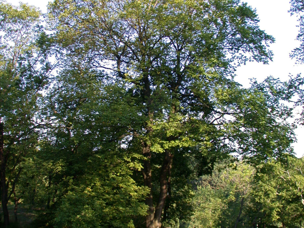 English Elm in Spring along a roadway in the Park