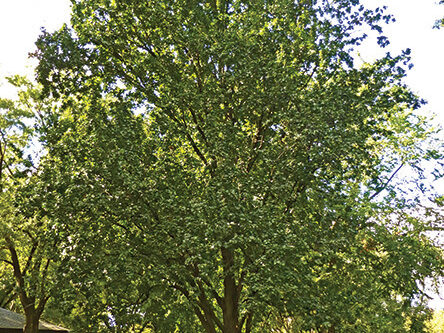 The tree in full bloom