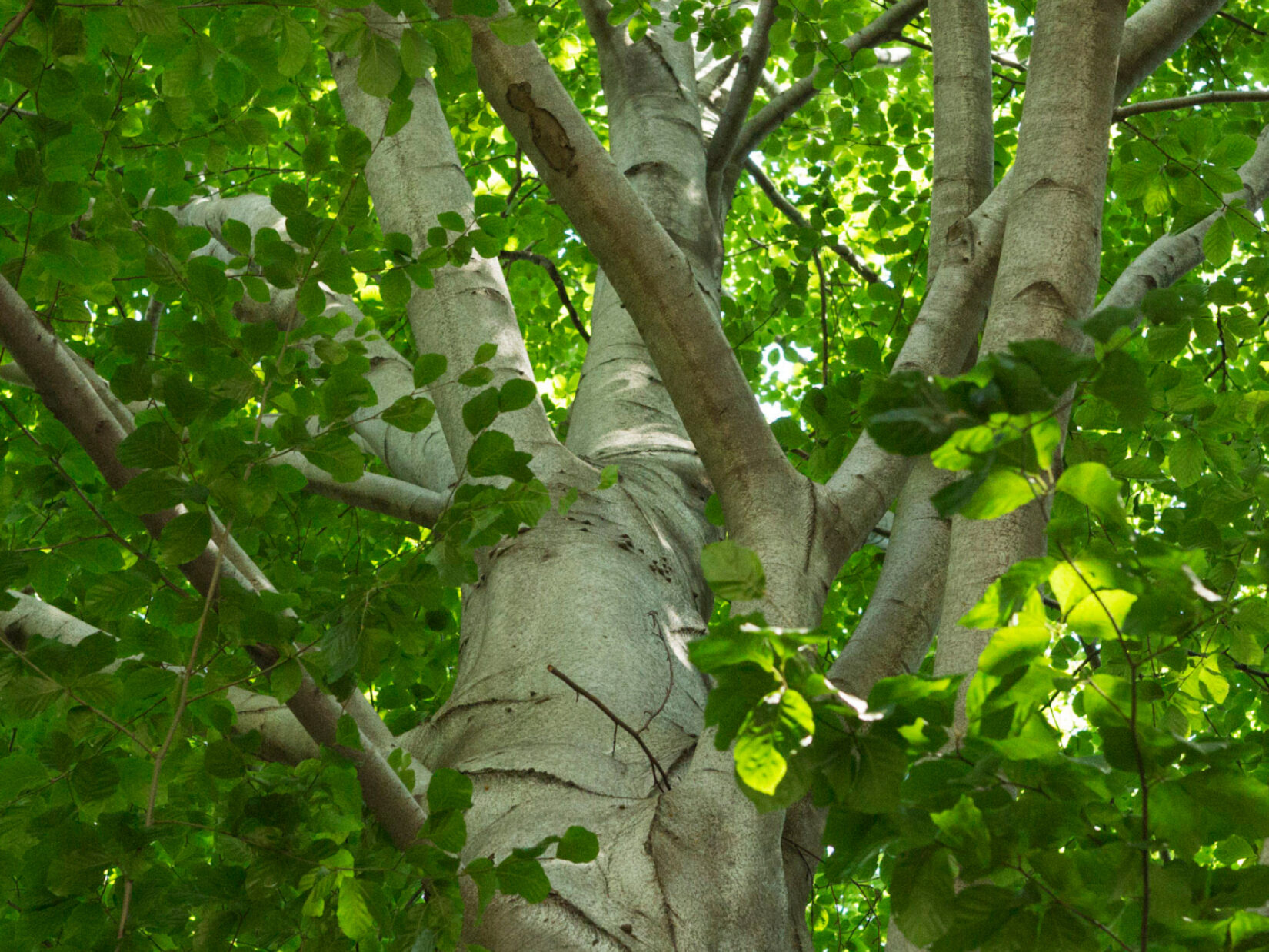 The trunk of the beech supporting leafed branches