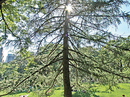 European larch tree