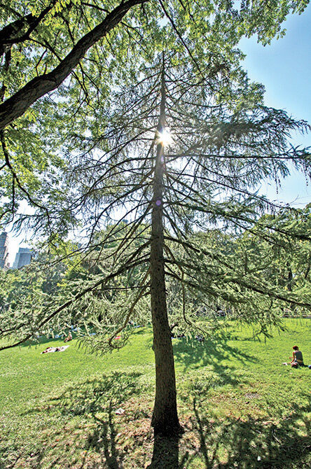 European larch tree