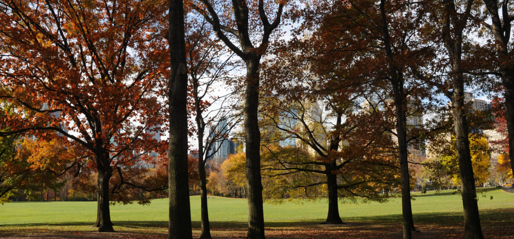 Looking through a stand of trees in autumn to the green of the grass in the distance