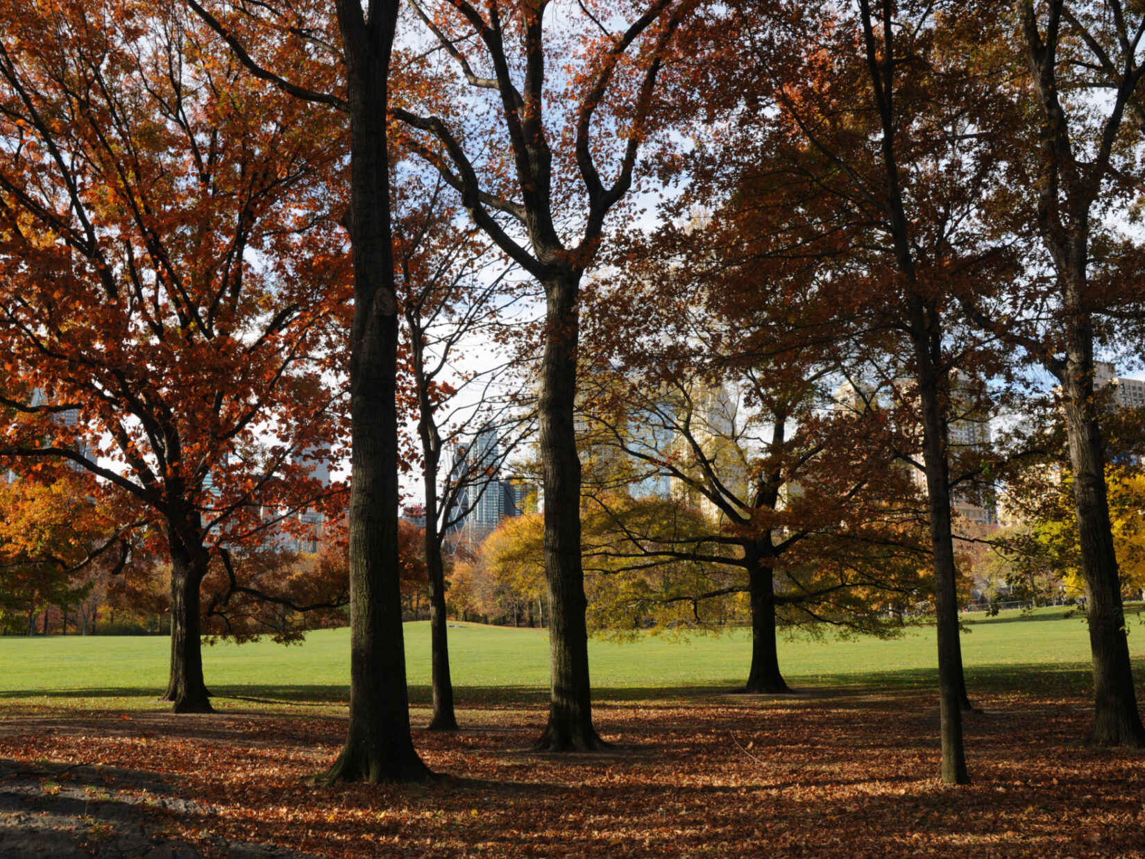 Looking through a stand of trees in autumn to the green of the grass in the distance