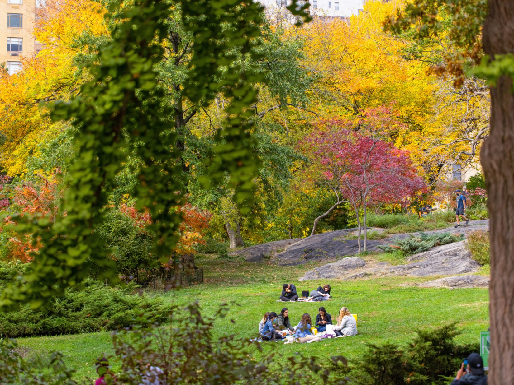 Groups of people picnicking in Central Park, with fall colored leaves on the trees