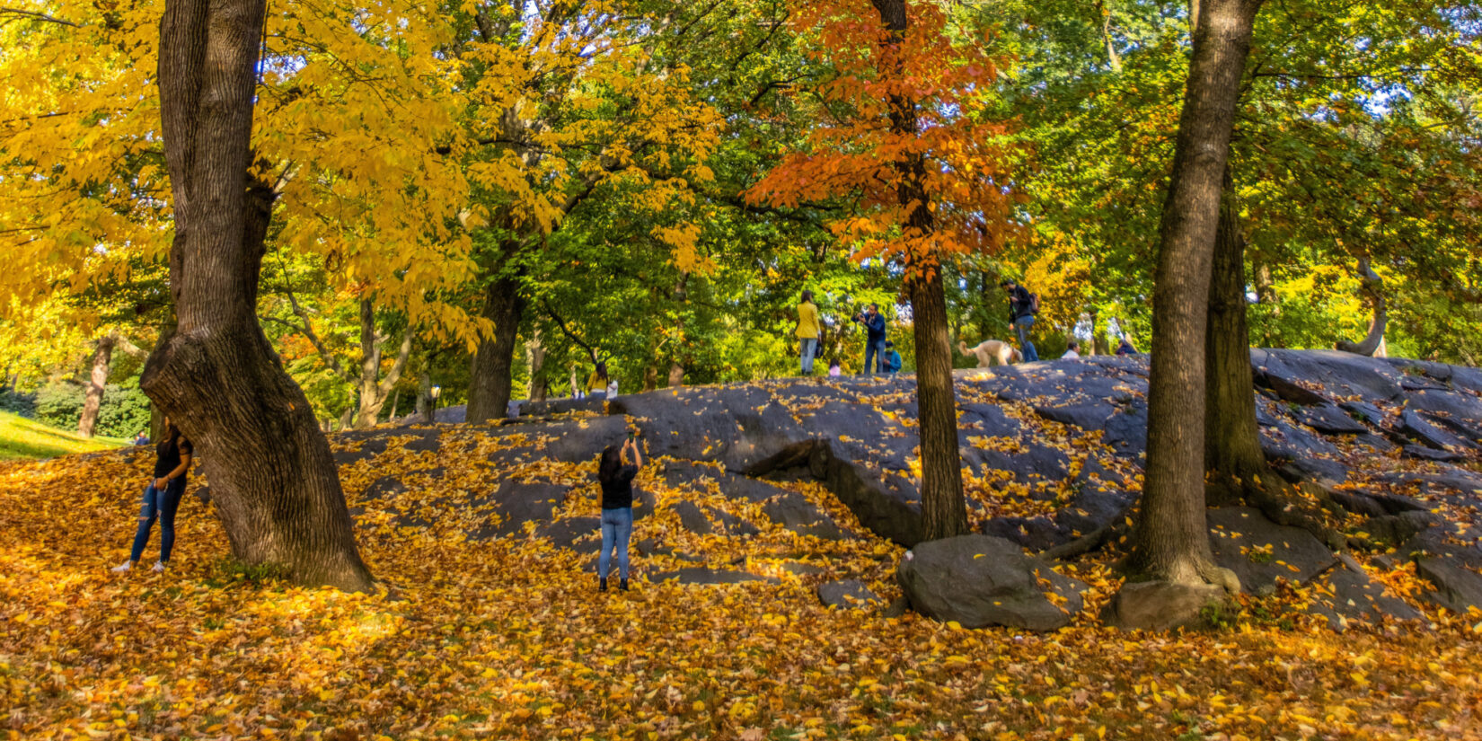 Various people exploring the park surrounded by fall colored leaves