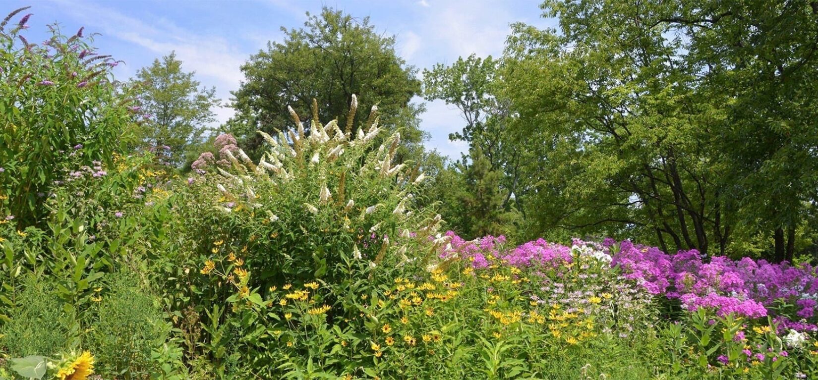 Ff wide 2x north meadow butterfly gardens