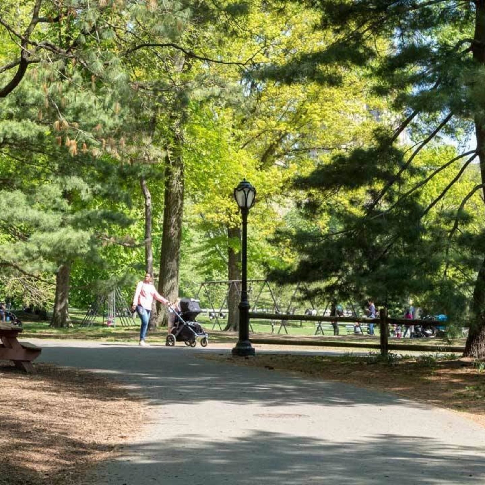 A gravel path, dappled in shadow, winds through the pinetum on a spring day.