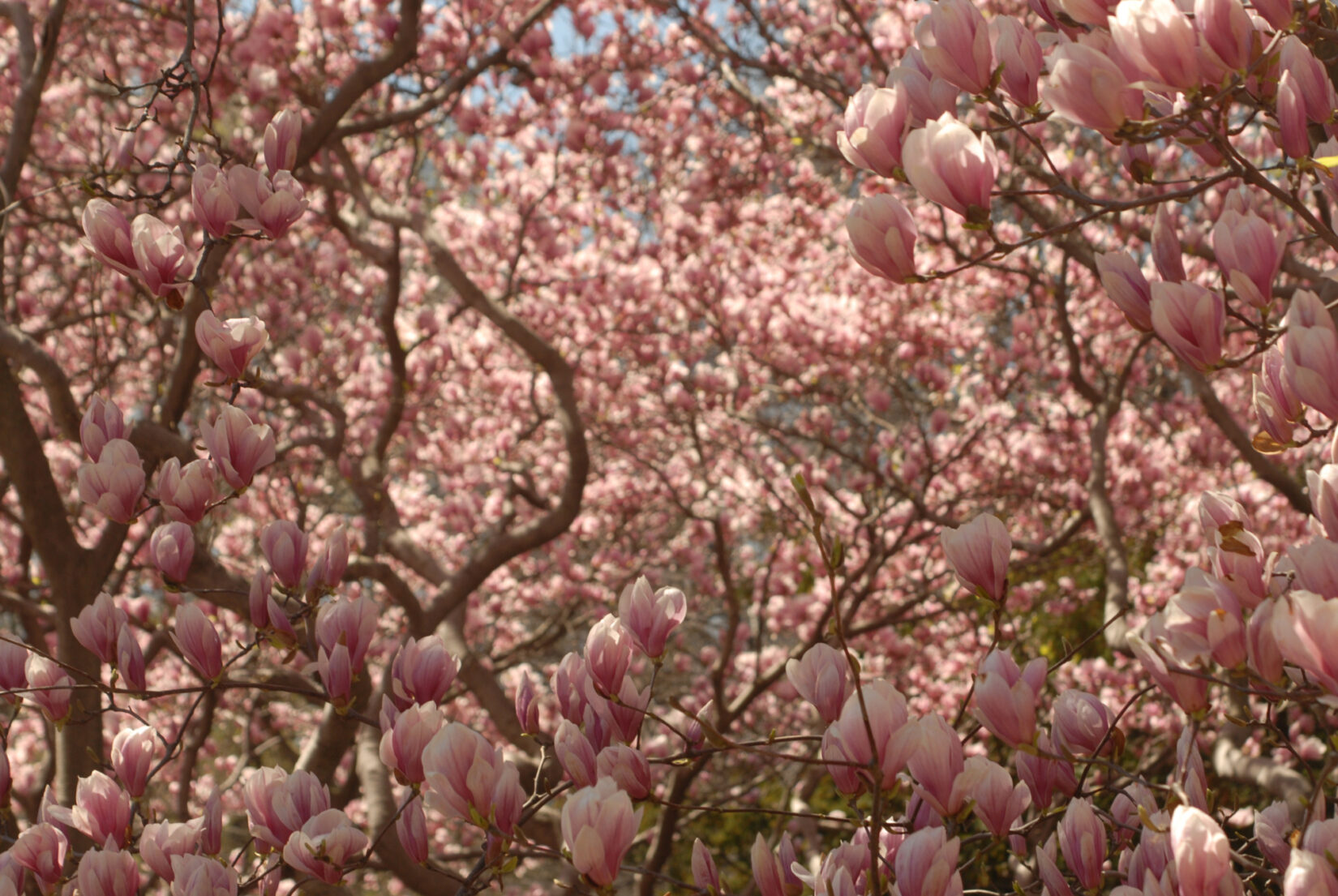 Flowers and Trees Details Spring DSC 0030 2 1