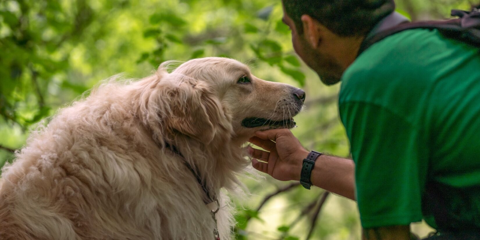 A fluffy dog accepts the love of its owner amidst the greenery