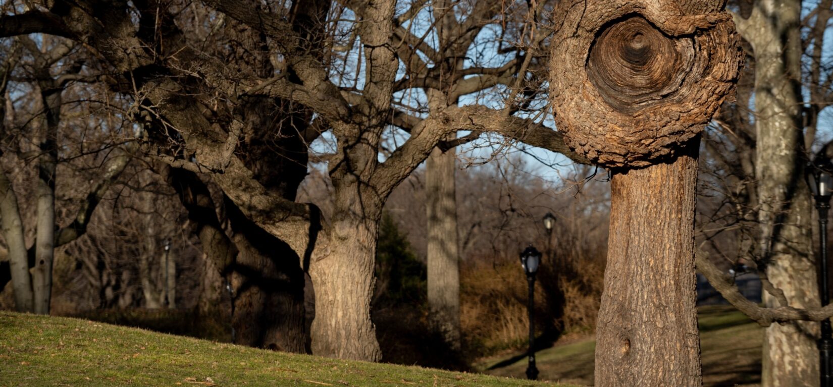 An interesting bark formation is the highlight of a shot of Frisbee Hill