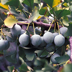 Detail of fruit