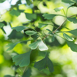 Detail of leaves