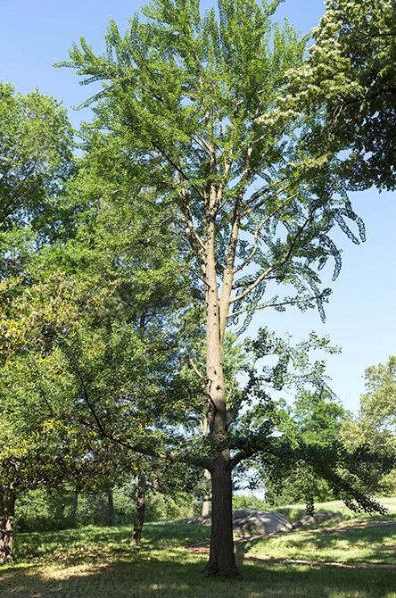 A full view of the tree