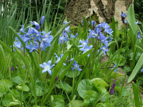 A view of the plant