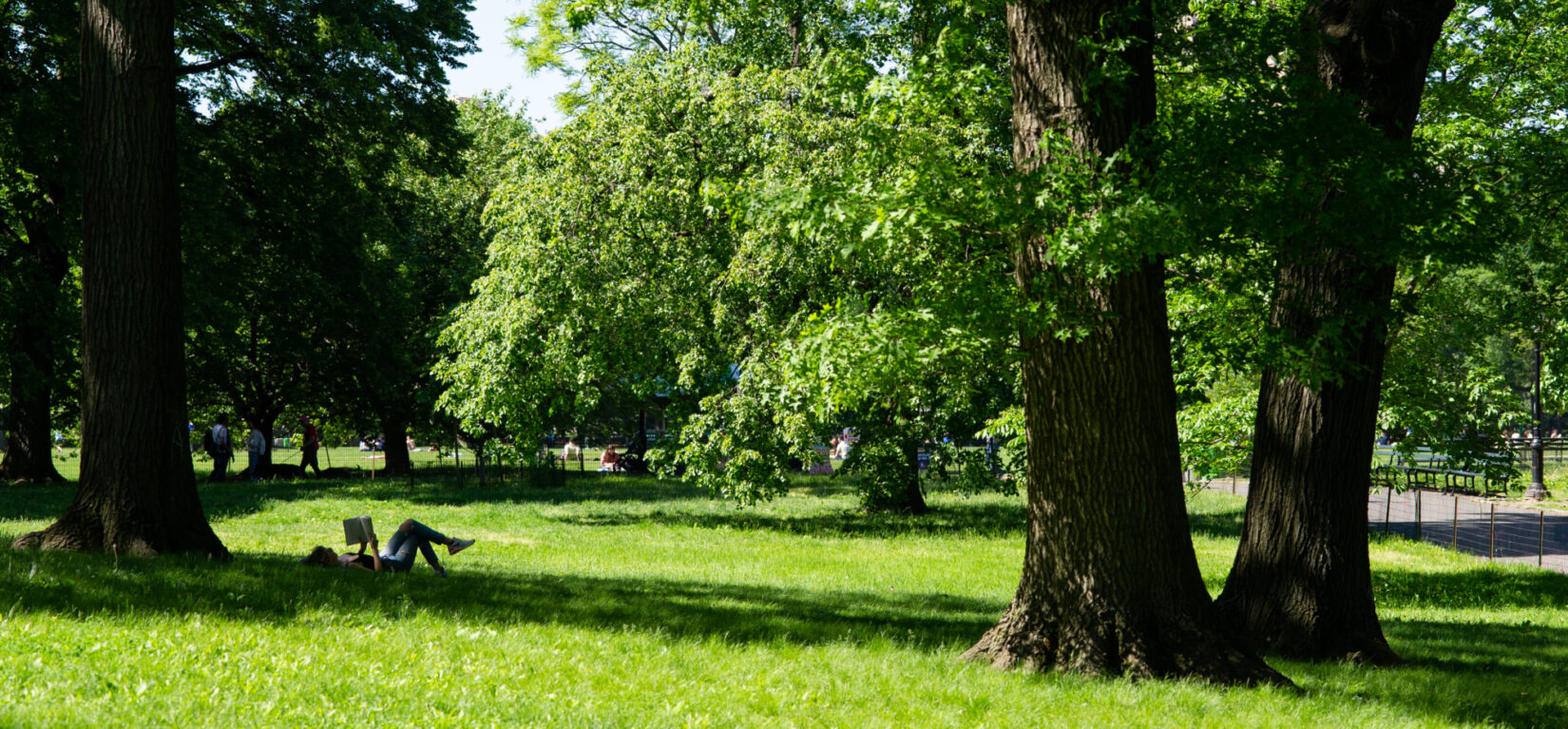 A reader finds a shady spot for a good book beneath the trees of the Great Lawn