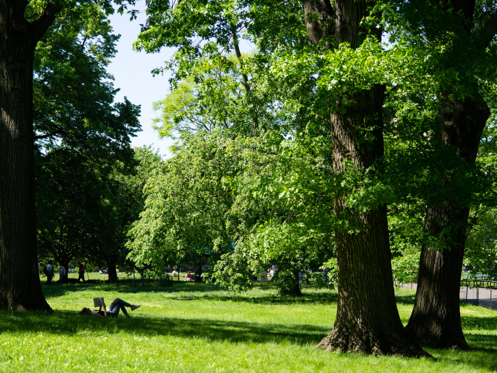 A reader finds a shady spot for a good book beneath the trees of the Great Lawn