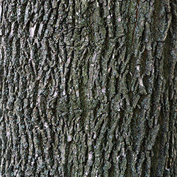 Detail of bark