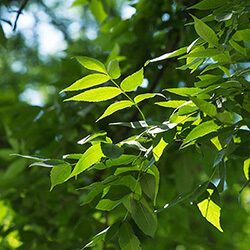 Detail of leaves