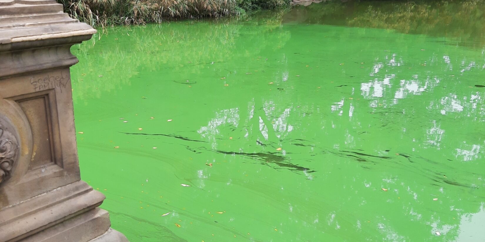 The water looking green and murky by Bethesda Terrace.