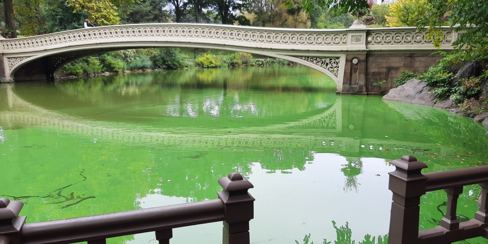 Harmful algal blooms, a green, paint-like substance, on the surface of the Lake, with Bow Bridge in the background.