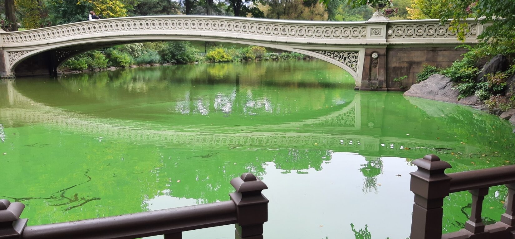 Green murky water, caused by the presence of harmful algal blooms, under Bow Bridge.