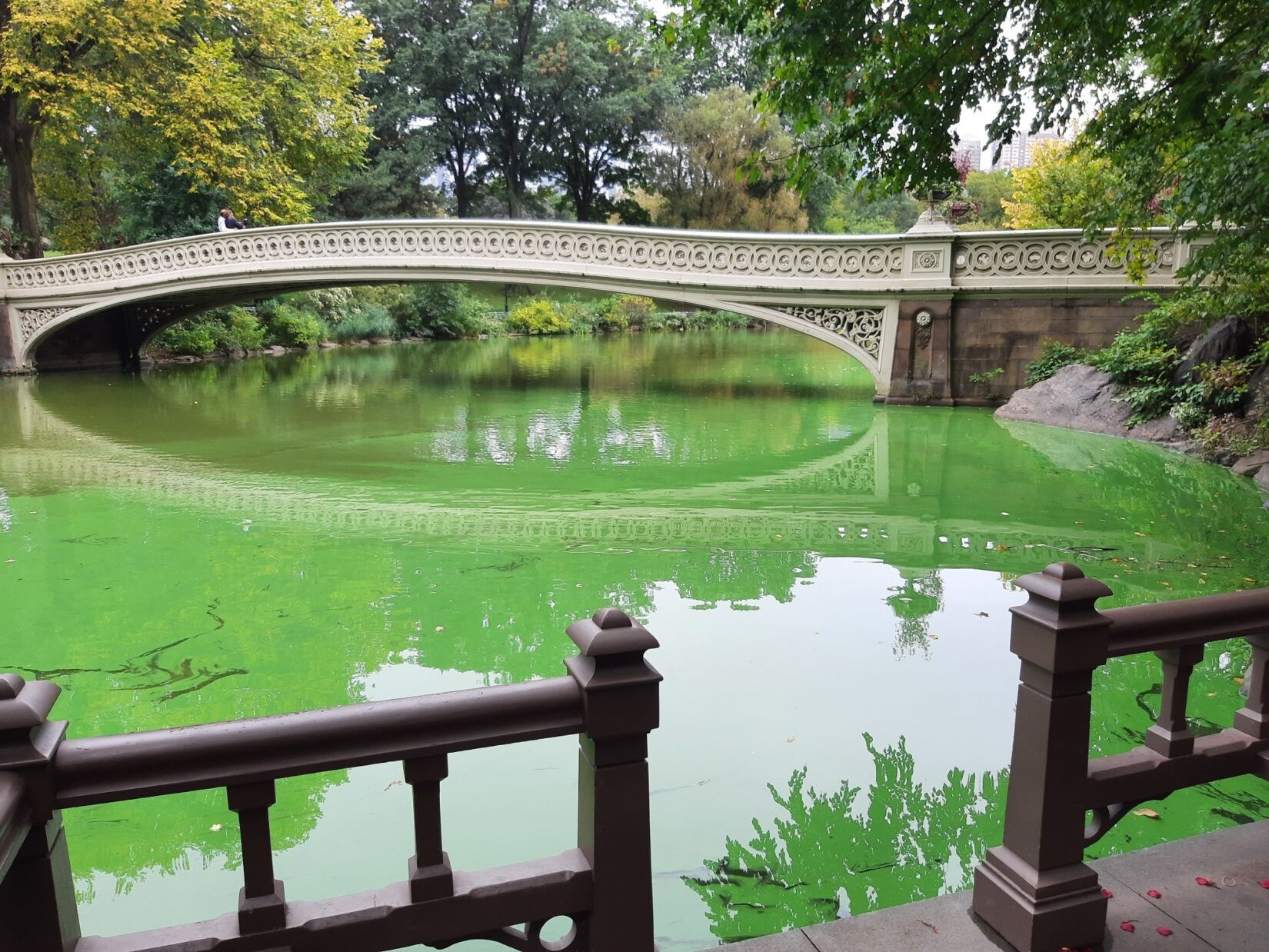 Green murky water, caused by the presence of harmful algal blooms, under Bow Bridge.