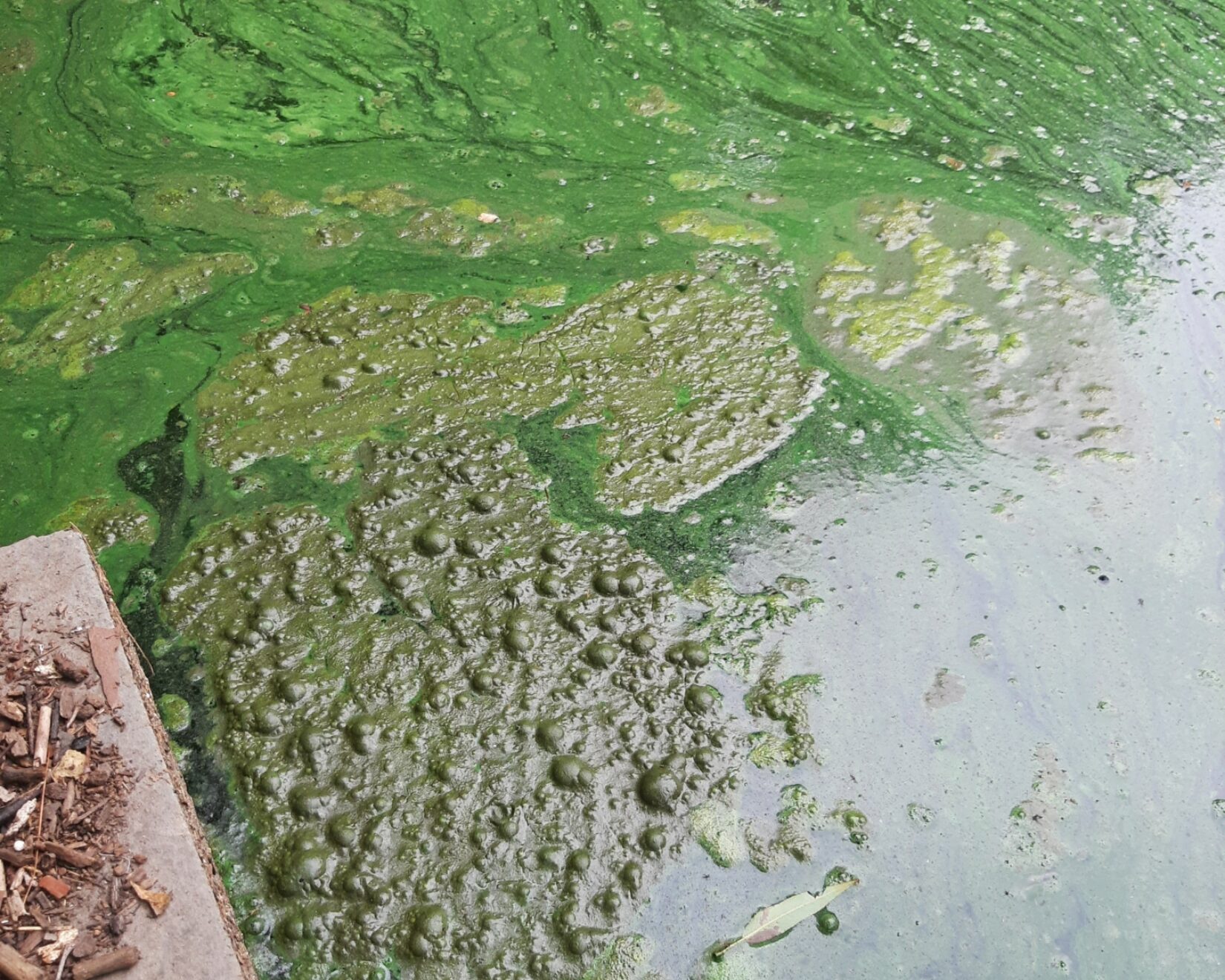 A close up of green algal blooms that look chunky unappealing in Central Park's Lake.