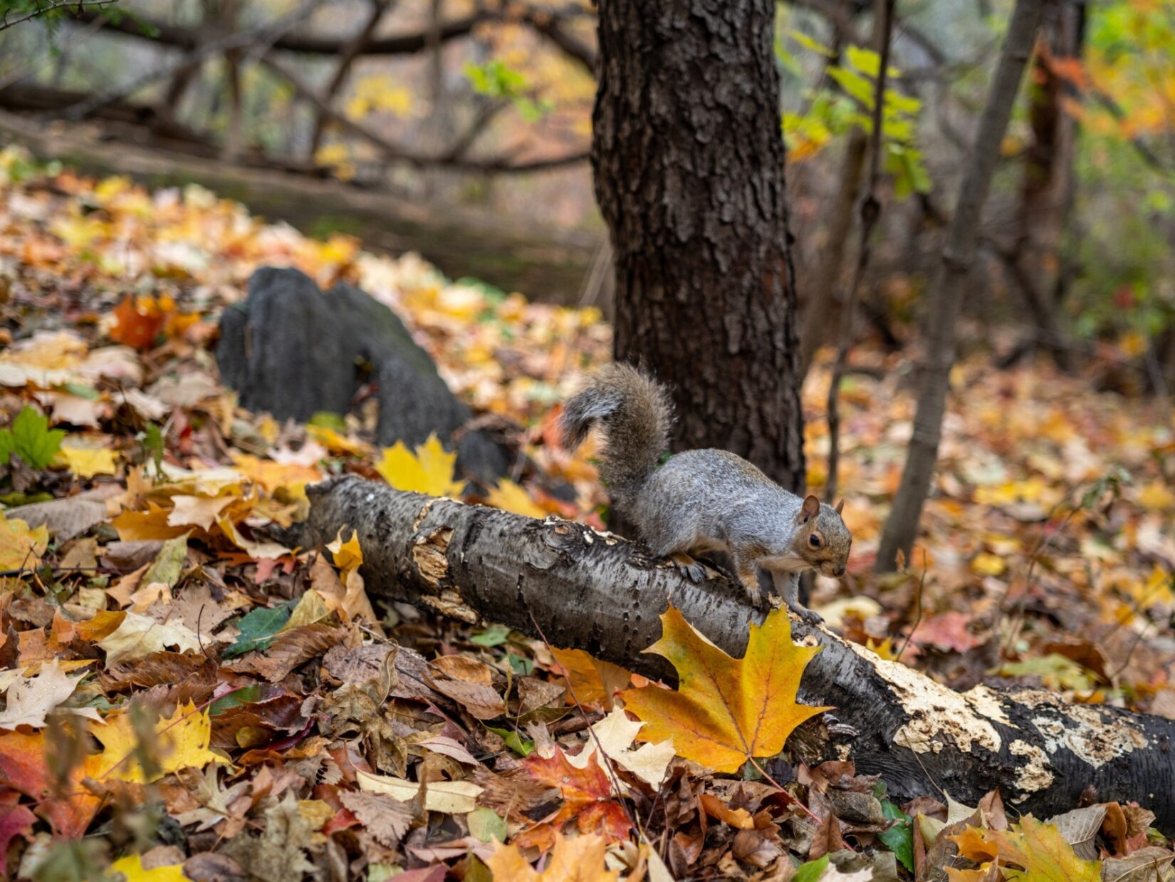 A squirrel gambols on a fallen branch on the leaf-strewn floor of the Hallett Nature Sanctuary