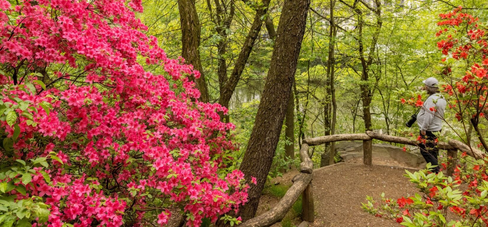 Brilliant red blossoms on either side of the rustic path that leads through the sanctuary