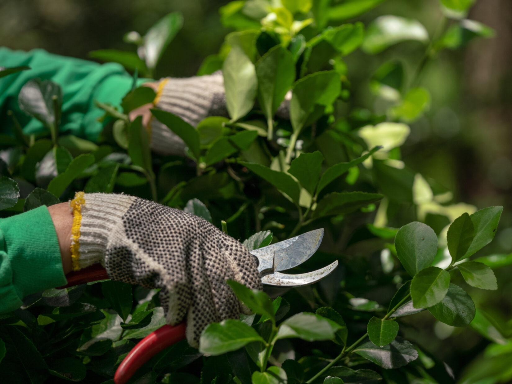 A close-up shot of the gloved hands of a Conservancy gardener caught in the act of pruning