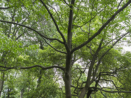 A full view of the tree