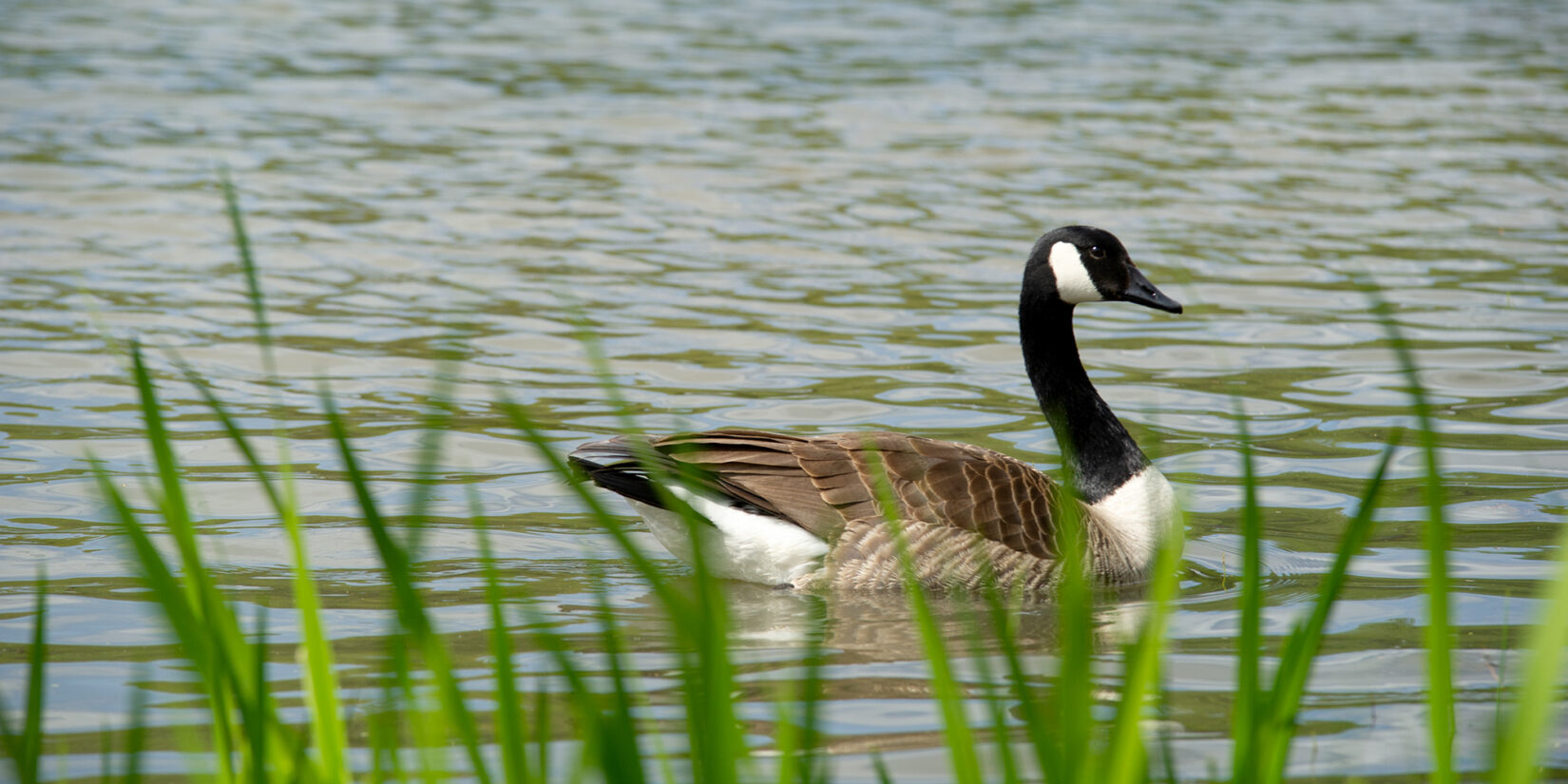 Harlem Meer biodiversity