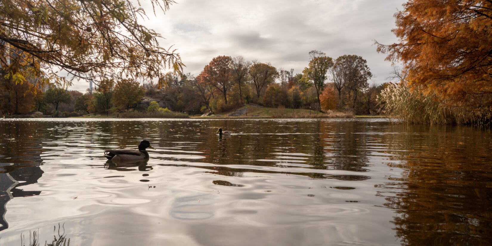 A duck floating on a lake in Central Park