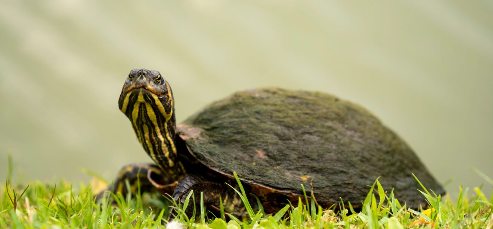 Harlem Meer Wildlife 20220716 03522